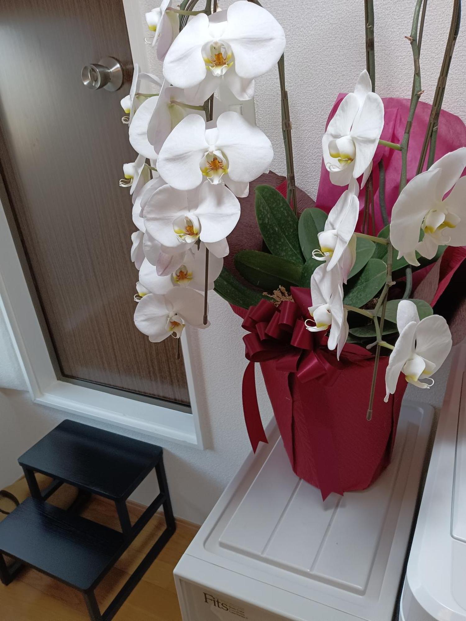 Tokyo Downtown牡丹莊 Villa Eksteriør billede